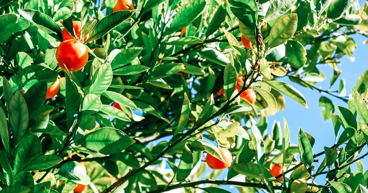 Copa de un cítrico cargada de frutos anaranjados y hojas verdes bajo un cielo azul despejado.