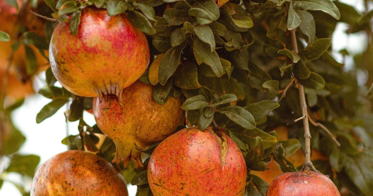 Granadas maduras colgando de la rama en un huerto, con la piel virando a rojo.