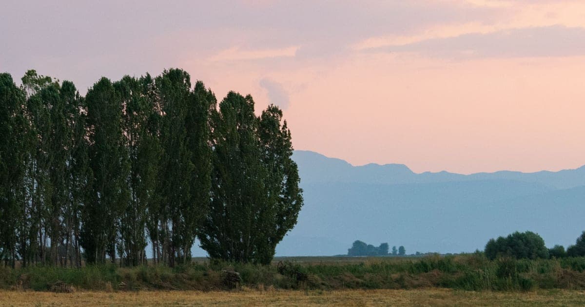 Amanecer húmedo sobre el campo: hilera de álamos y niebla ligera sobre el agua, con cielo rosado.